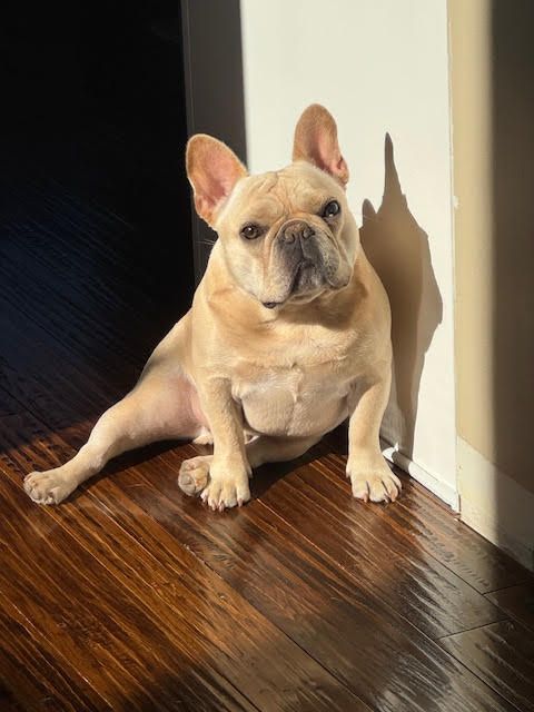 French Bulldog Resting